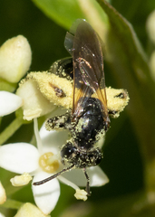 Gonandrena