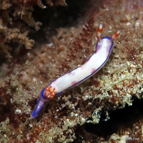 Pease's Nudibranch
