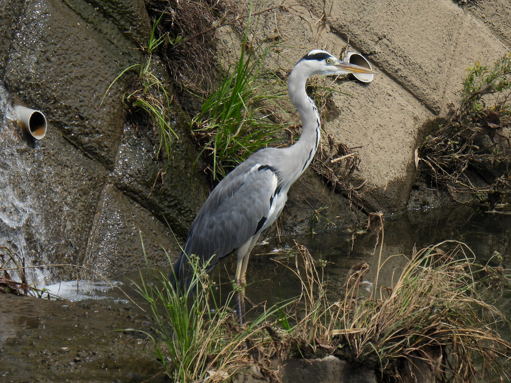 Grey Heron from Takatsu Ward, Kawasaki, Kanagawa, Japan on September 8 ...