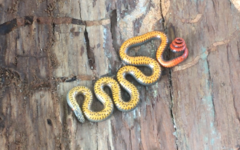 Diadophis punctatus similis