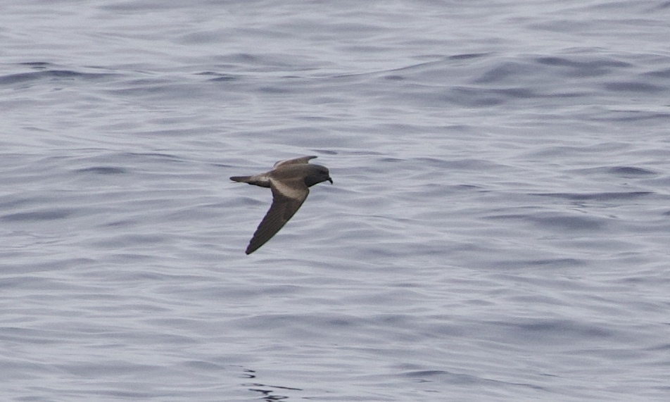 Leach's Storm-Petrel (Chapman's)
