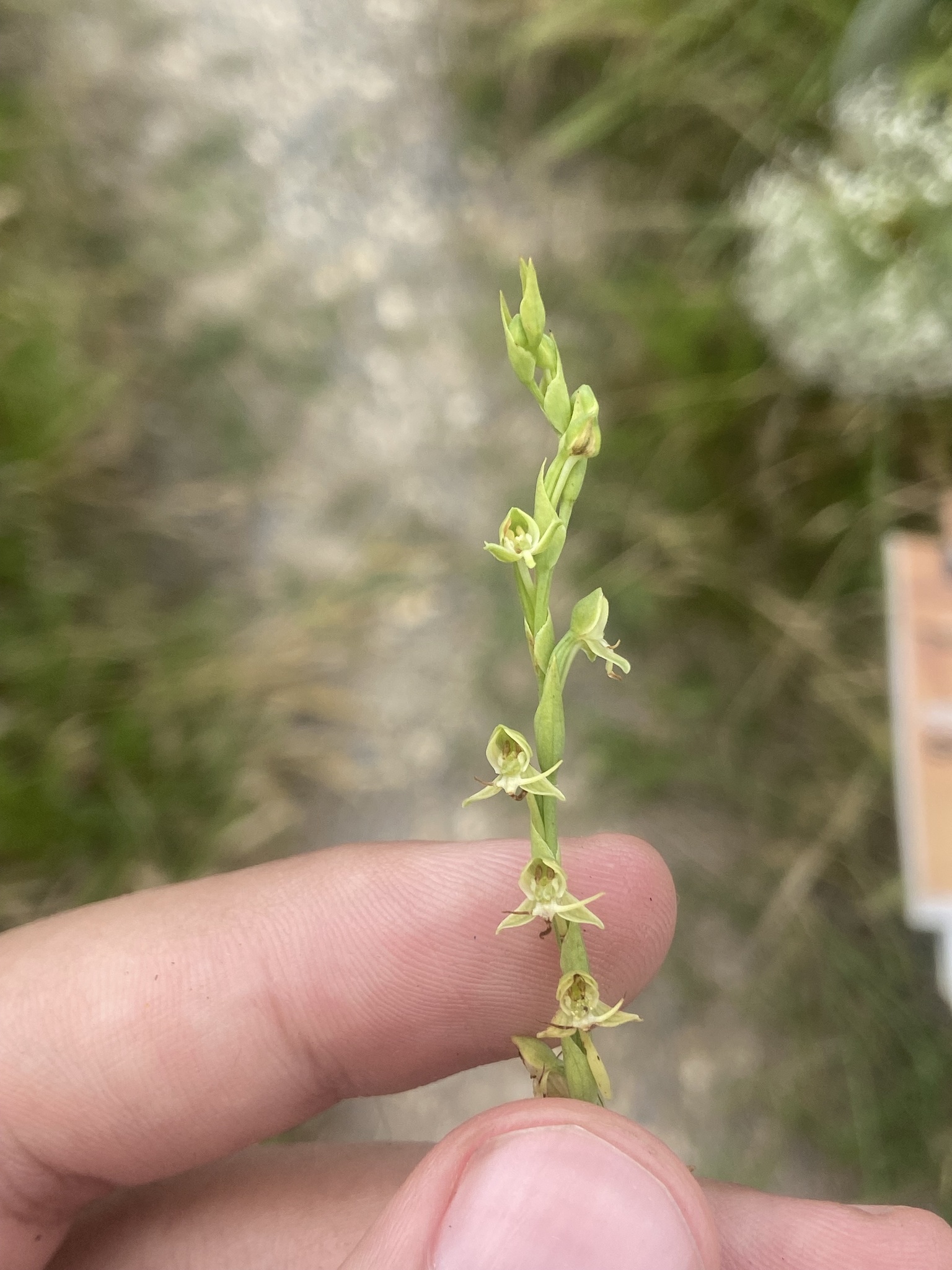 Habenaria crucifera