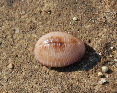 Pusula radians