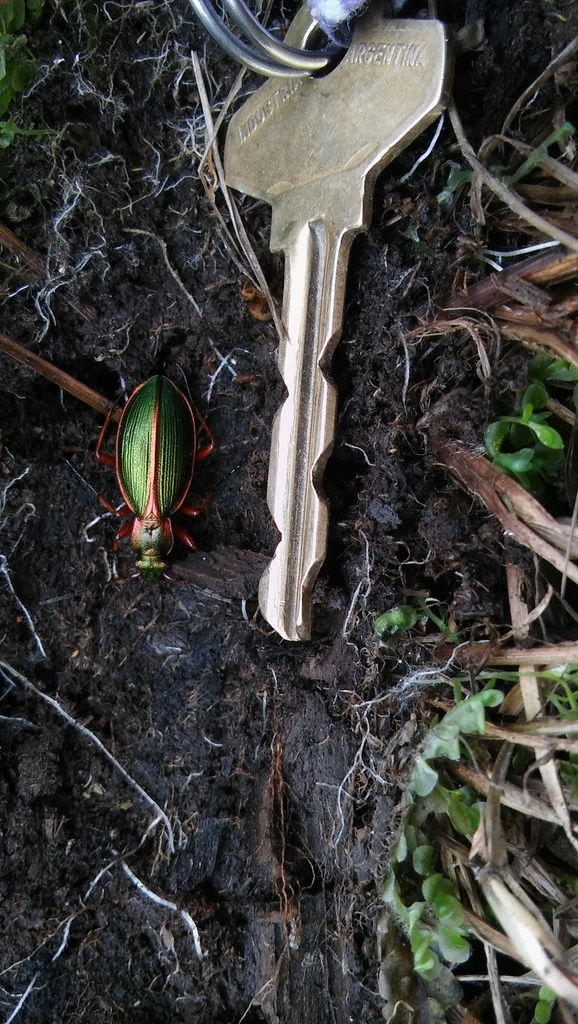 Ceroglossus suturalis