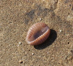 Pusula radians