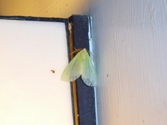 Doratoptera virescens