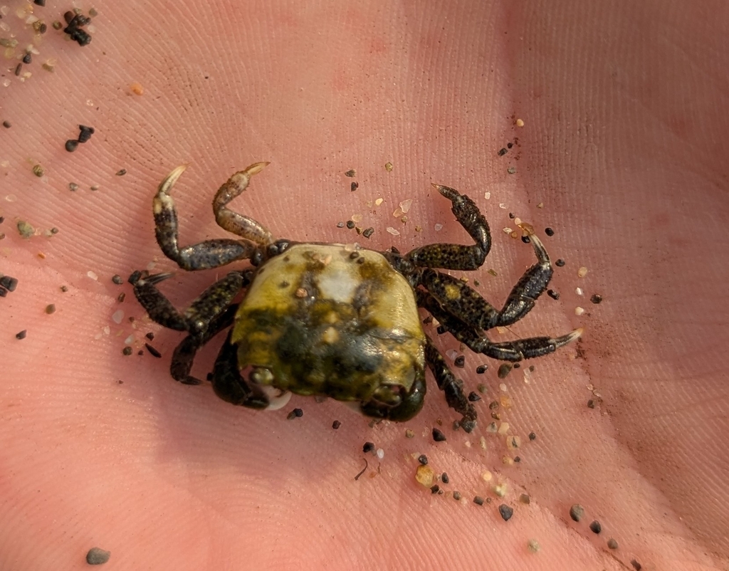 Yellow Shore Crab from 65GR+2X Joemma Campground, Longbranch, WA 98349 ...