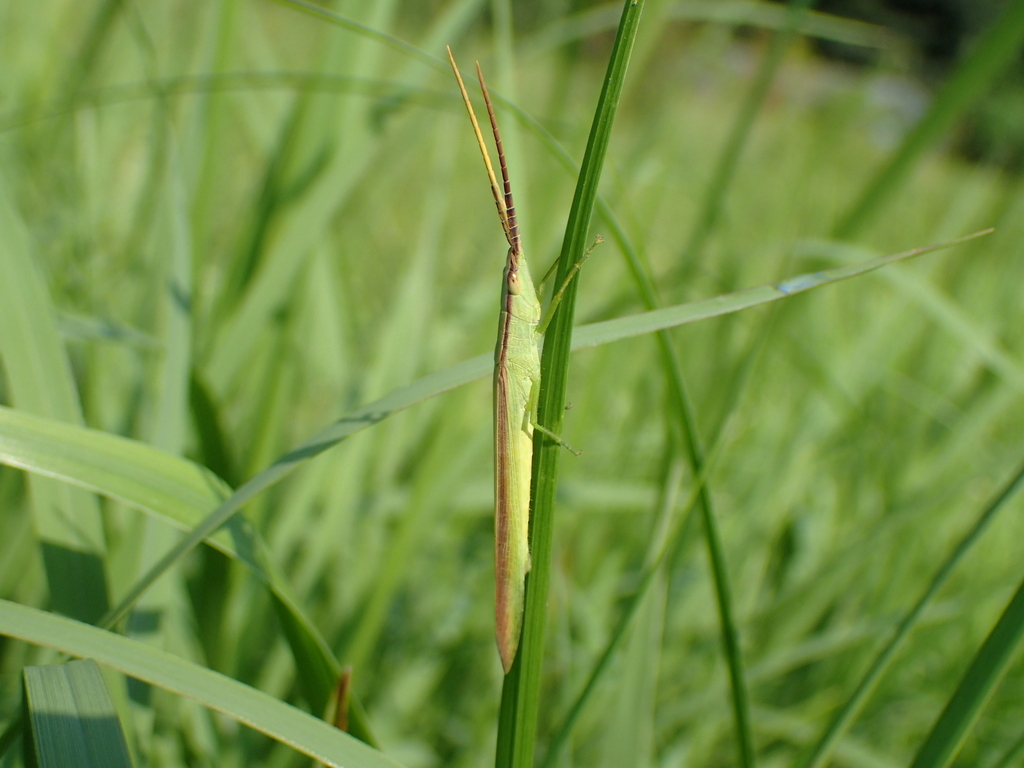 ショウリョウバッタモドキ