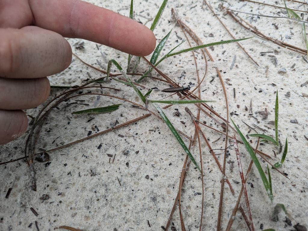 Little Yucatan Mantid