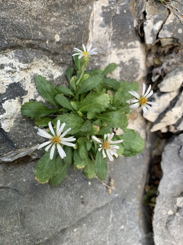 King's serpentweed (Eurybia kingii)