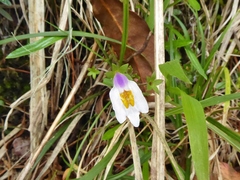 Mazus alpinus