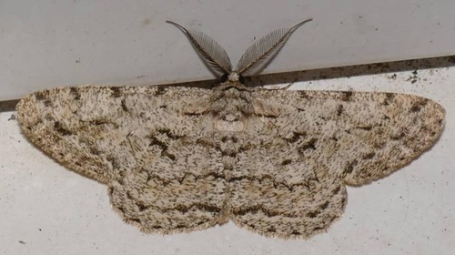 Hypomecis roboraria