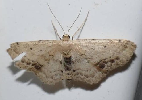 Idaea dimidiata