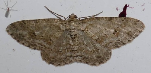 Ectropis crepuscularia