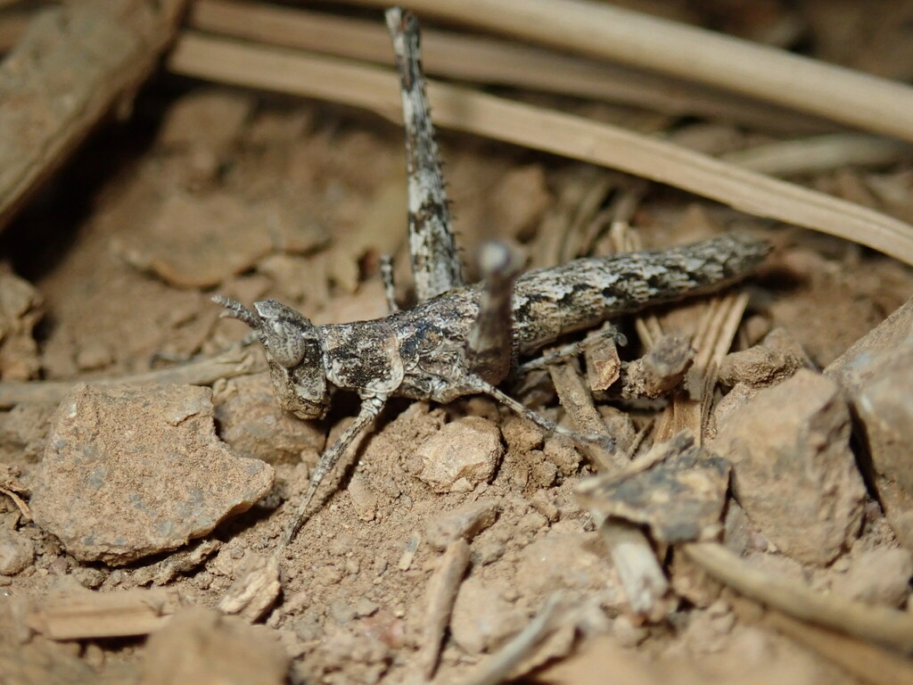 Tamalpais Monkey Grasshopper