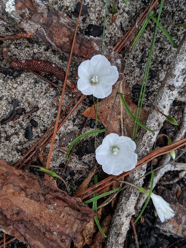 Stylisma patens subsp. angustifolia image