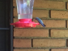 Cynanthus latirostris