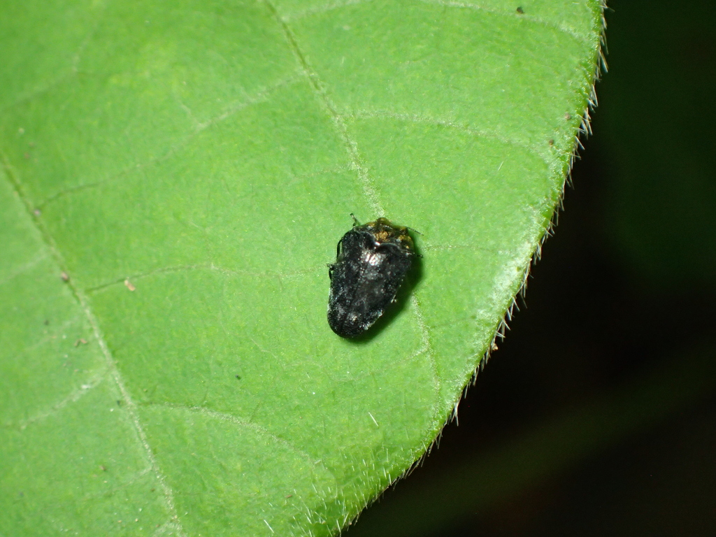 クズノチビタマムシ