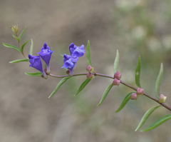 Scutellaria angustifolia