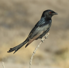 Dicrurus adsimilis fugax