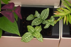 Fittonia albivenis