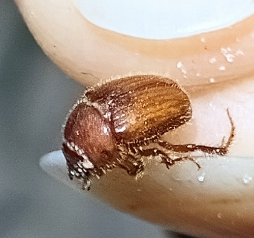 Neochodaeus frontalis