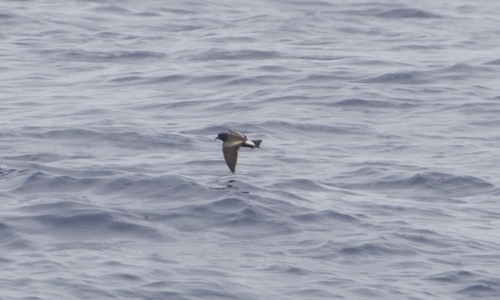 Townsend's Storm Petrel (Hydrobates socorroensis), photo 5