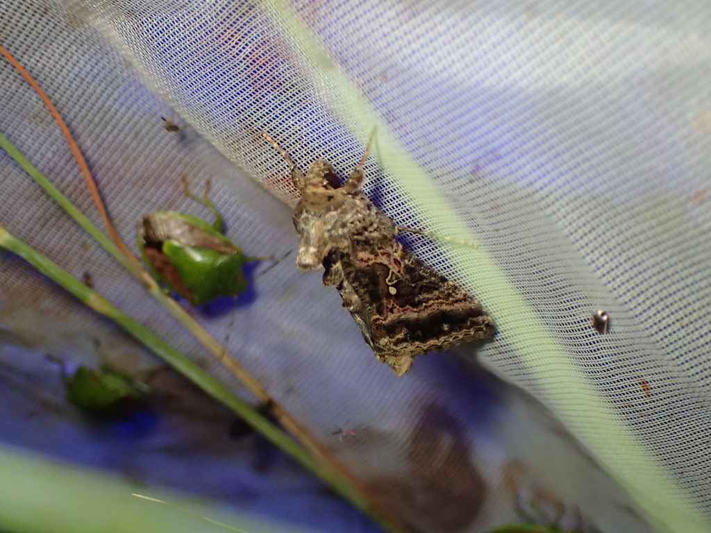 ニシキキンウワバ