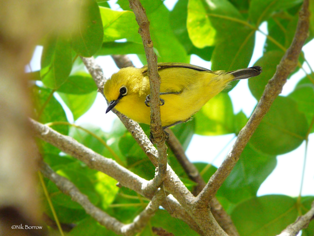 Pemba White-Eye