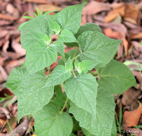 Physalis peruviana observed 2024-08-19
