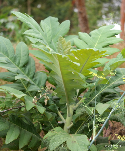 Bocconia frutescens observed 2024-08-19