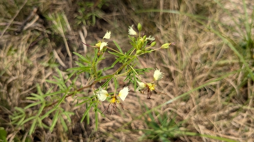 Image of Polanisia erosa by (c) Joseph Aubert, some rights reserved (CC BY)