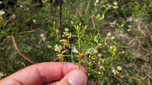 Image of Polanisia erosa by (c) Joseph Aubert, some rights reserved (CC BY)
