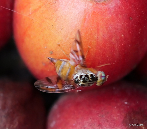 Ceratitis capitata observed 2024-08-19