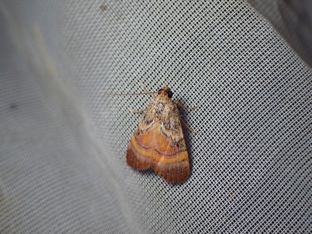 ナカムラサキフトメイガ