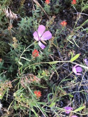 Clarkia dudleyana