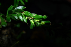 Tmesipteris horomaka