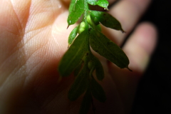 Tmesipteris horomaka