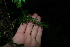 Tmesipteris horomaka