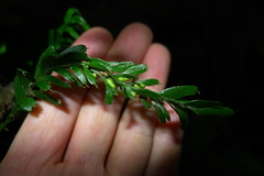 Tmesipteris horomaka