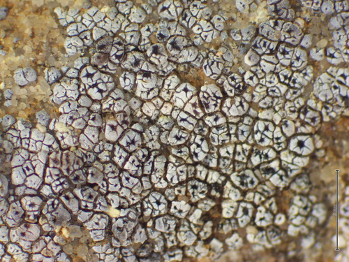 hoary cobblestone lichen