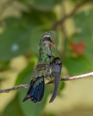 Cynanthus latirostris