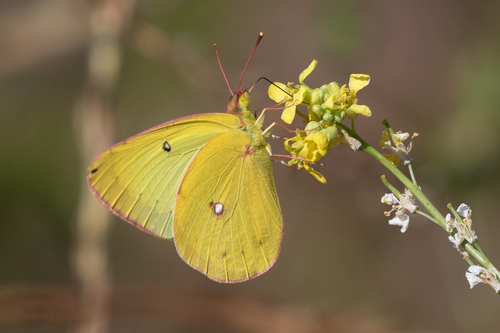 Harford's Sulphur photo 2
