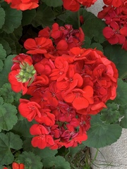 Pelargonium × hybridum