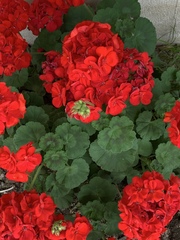 Pelargonium × hybridum