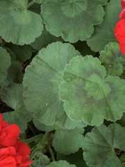 Pelargonium × hybridum