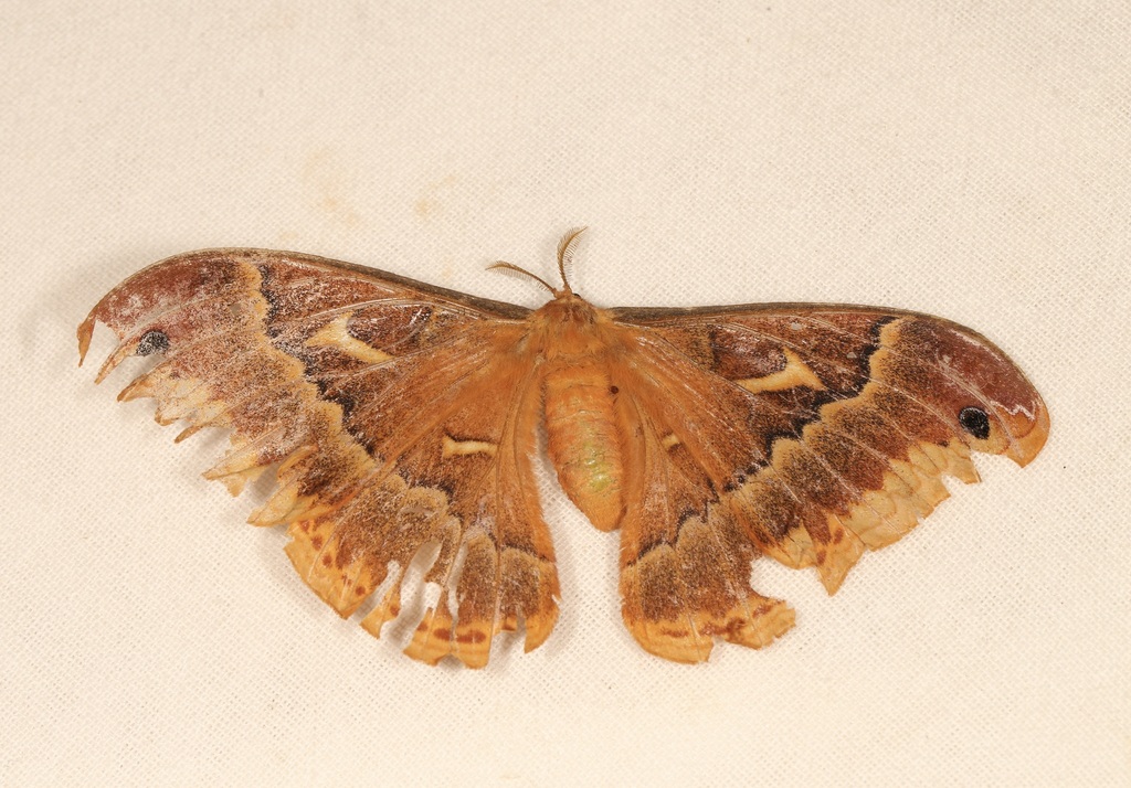 Sweetbay Silkmoth