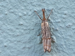 Chrysocrambus linetella