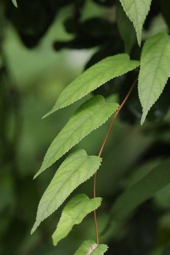 Image of Broussonetia Kaempferi (Broussonetia kaempferi) by no rights reserved