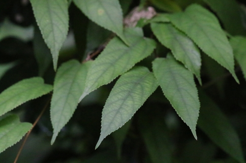 Image of Broussonetia Kaempferi (Broussonetia kaempferi) by no rights reserved